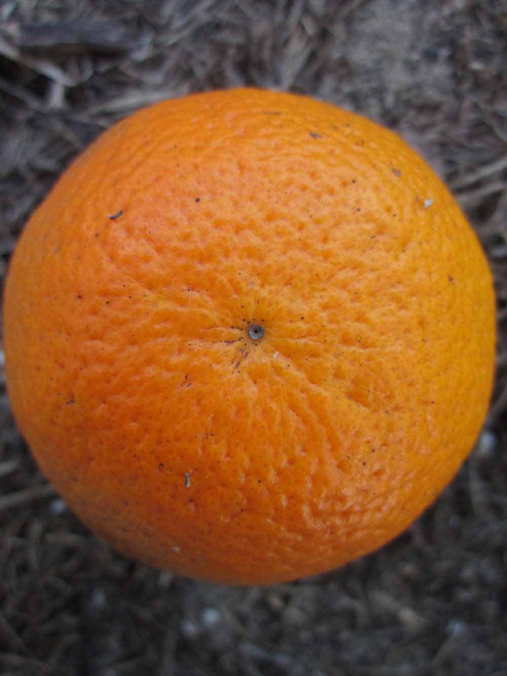            Fruit (Winter Haven, FL)   